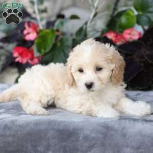 Cami, Bich-Poo Puppy